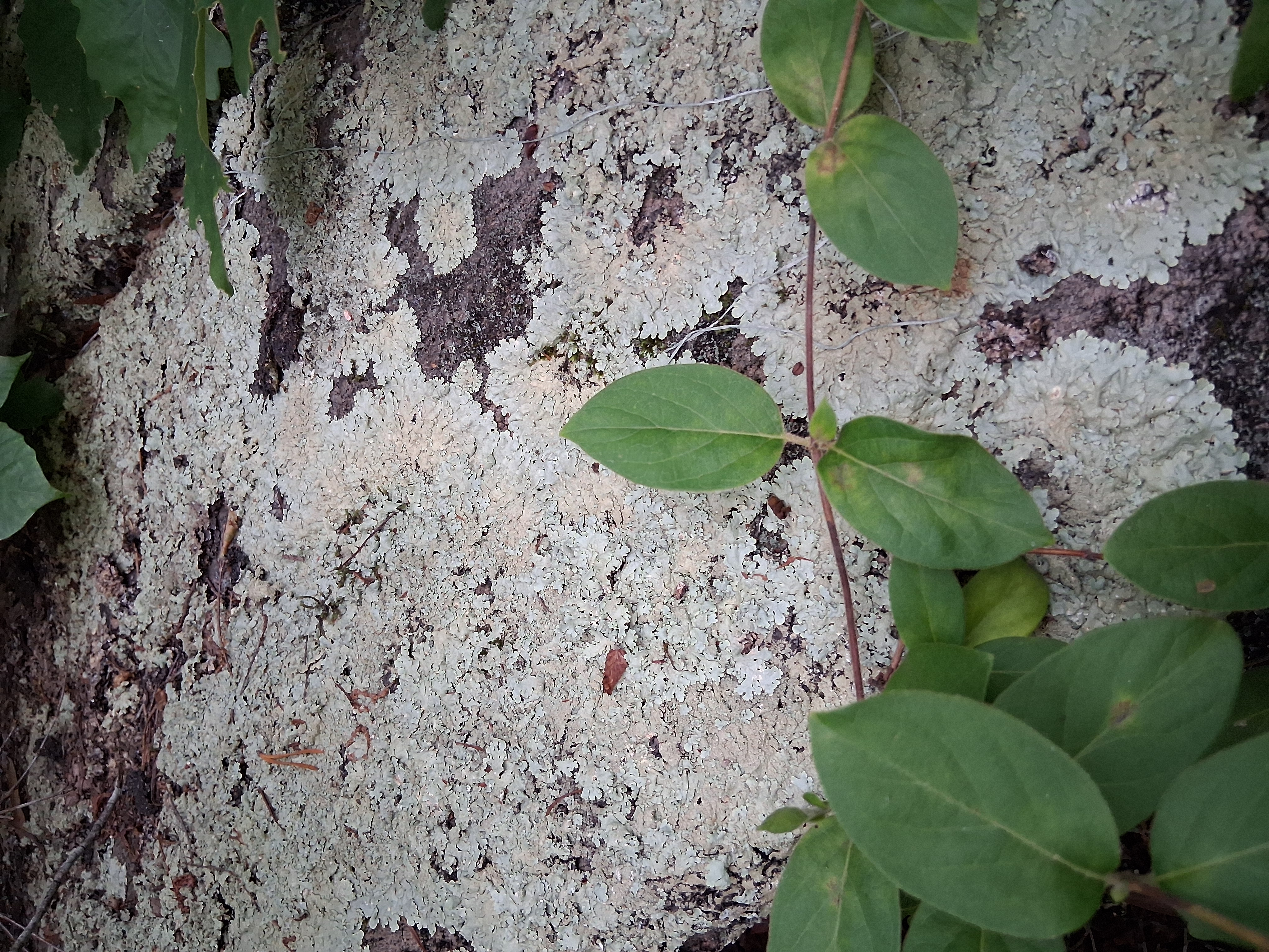Additional Rock Sample